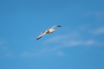 Soaring Gull