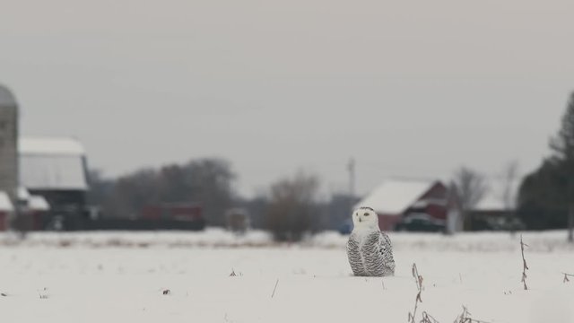 Female snowy owl looking around in a field