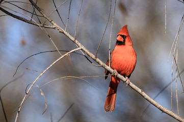 Male Northern Cardinal