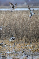 Pintails taking off