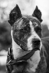 Muzzle of a large evil guard dog with large teeth close-up. The open jaws of a guard dog. Home Rottweiler guards the house.
