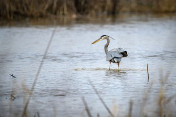 Great Blue Heron wading