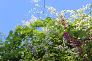 white and pink flower in the city park