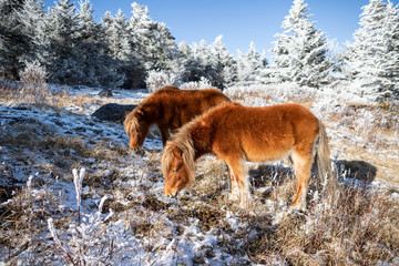 Wild Highland Ponies of Mount Rogers, Virginia in the Winter