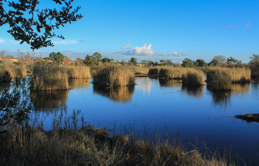 Madrona Marsh Nature Preserve, City of Torrance, Los Angeles County, California