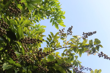 Green tree in a garden city of Jakarta