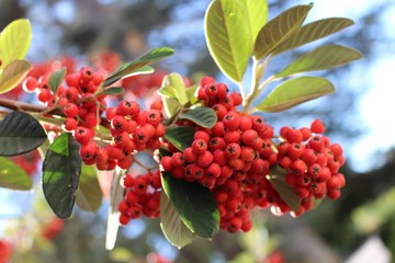red berries on a branch