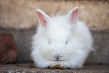 Cute white little bunny sitting on the ground. Rabbit in the farm.