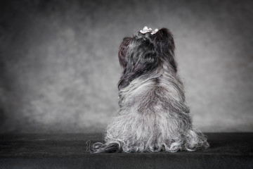 Dark gray beautiful female Russian colored lapdog sits backwards