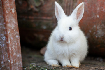 Cute white little bunny sitting on the ground. Rabbit in the farm.