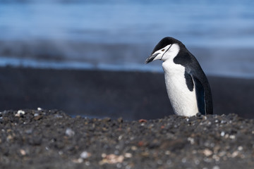 Naklejka premium Chinstrap Penguin at Pendulum Cove in Antarctica