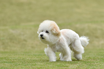 ビションフリーゼ