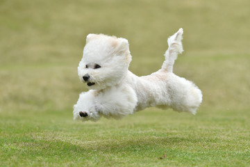 ビションフリーゼ