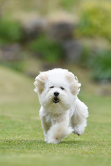 ビションフリーゼ