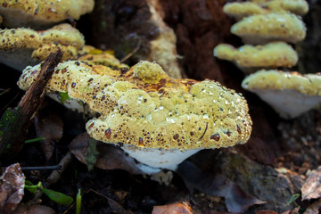 Oak bracket polypore (Inonotus dryadeus) showing guttation