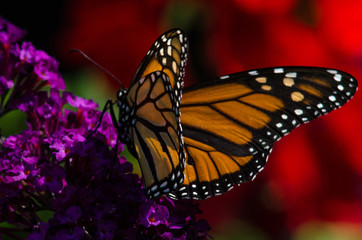 Monarch butterfly on butterfly bush in summer garden