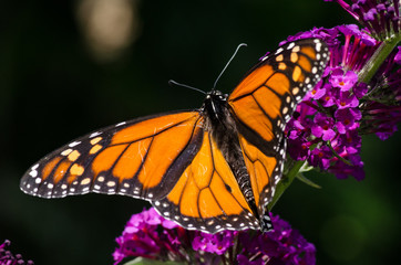 Monarch butterfly on butterfly bush in summer garden