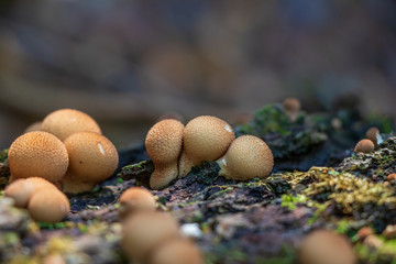 Pear-shaped puffballs (Lycoperdon pyriforme) growing on a log