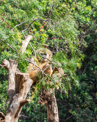 a gibbon monkey in a tree