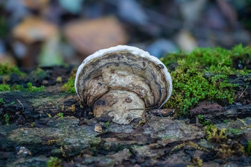 Grey polypore 