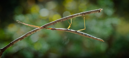macro stick bug on a stick
