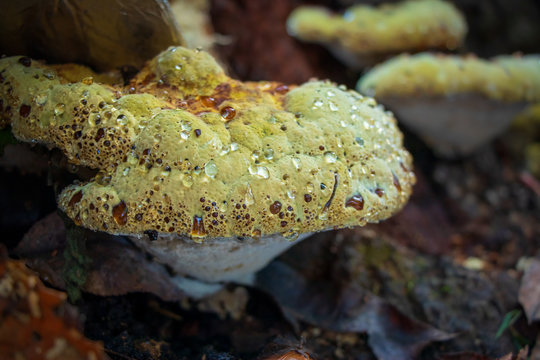 Oak bracket polypore (Inonotus dryadeus) showing guttation