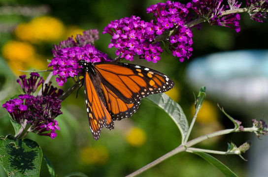 Monarch butterfly on butterfly bush in summer garden