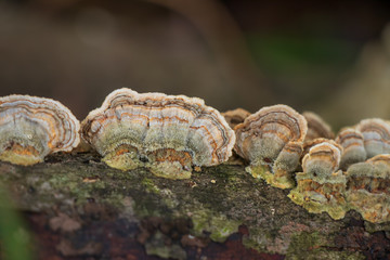 Medicinal turkey tail mushroom (Trametes versicolor) growing in the forest