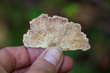 Underside of violet-toothed polypore (Trichaptum biforme)