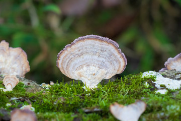 Violet-toothed polypore (Trichaptum biforme) growing on a mossy log