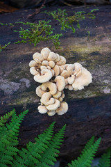Bitter oysterling mushroom (Panellus stipticus) growing on a fallen log