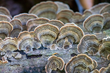 Medicinal turkey tail mushroom (Trametes versicolor) growing in the forest