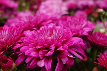 Red chrysanthemum