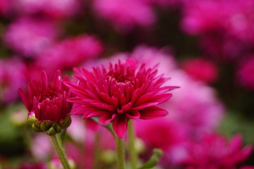 Red chrysanthemum