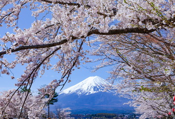 富士山と満開の桜、山梨県富士河口湖町河口湖にて