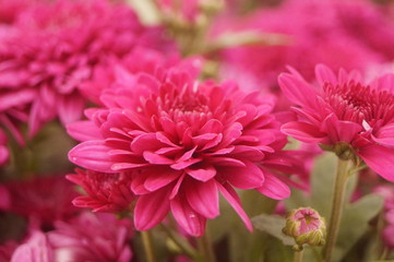 Red chrysanthemum