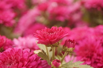 Obraz premium Red chrysanthemum