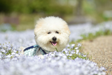 ビションフリーゼ