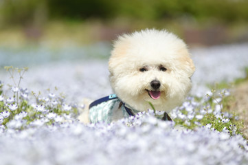 ビションフリーゼ