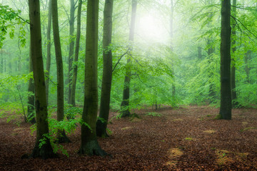 Misty morning in the old beech forest