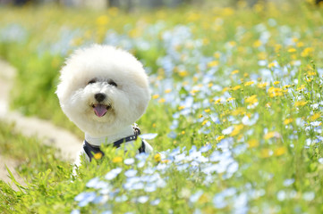 ビションフリーゼ