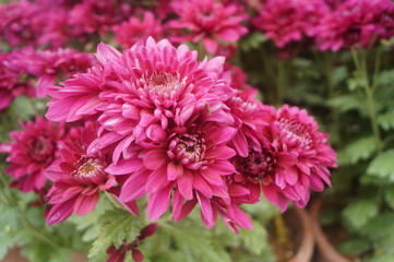 Red chrysanthemum