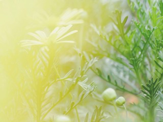 green background with grass and flowers
