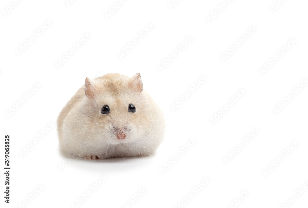 Wall mural dwarf fluffy hamster isolated on white background, front view