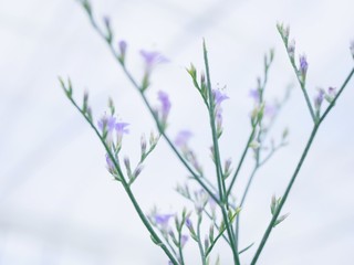 blue flowers isolated on white background
