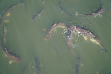 Freshwater fish are swimming in the water, waiting for food.