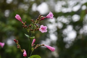 Strobianthes colorata is a tropical plant with purple-pink tubular flowers that bloom downward.