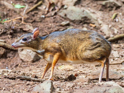 The smallest known hoofed mammal is the Lesser Mouse Deer with a mature size as little as around 45 cm (18 inches) and 2 kg (4.4 lb).  Scientific name is Tragulus kanchi.