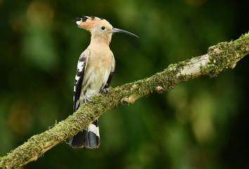 Eurasian Hoopoe or Common hoopoe (Upupa epops)