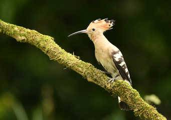 Eurasian Hoopoe or Common hoopoe (Upupa epops)